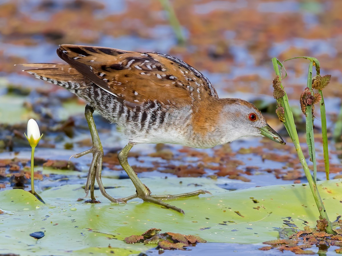 Baillon's Crake - Zapornia pusilla - Birds of the World