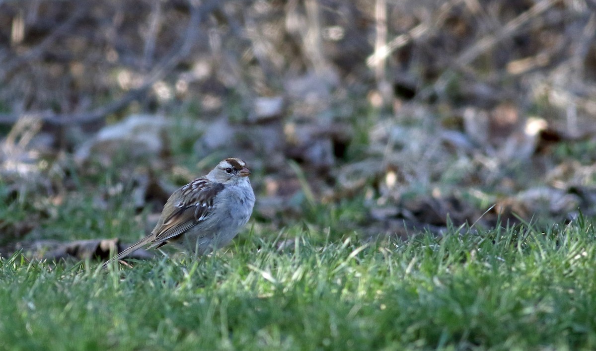 White-crowned Sparrow (leucophrys) - ML54887111