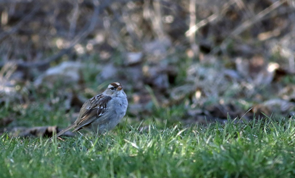 White-crowned Sparrow (leucophrys) - ML54887121