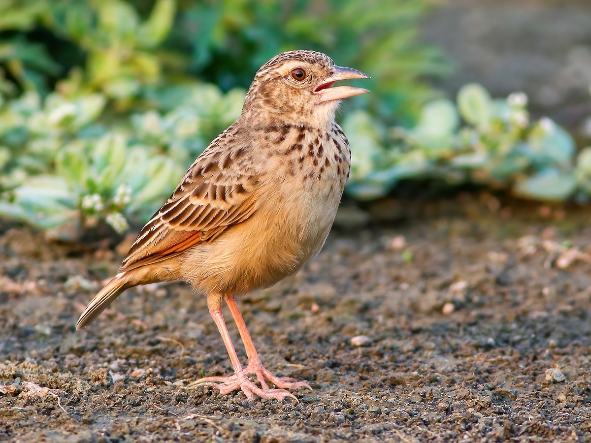 Bengal Bushlark - Mirafra assamica - Birds of the World