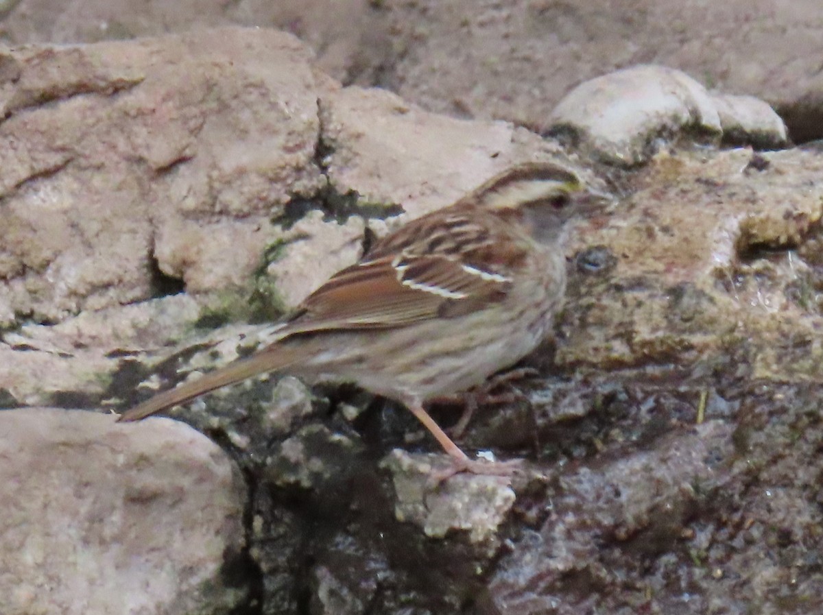 White-throated Sparrow - ML548872371