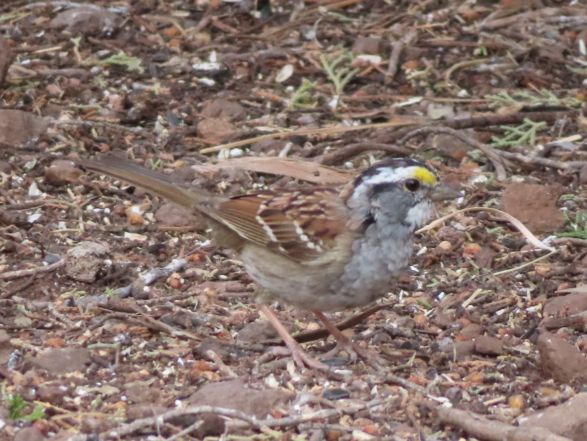White-throated Sparrow - Wayne Alford