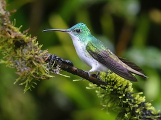  - Andean Emerald