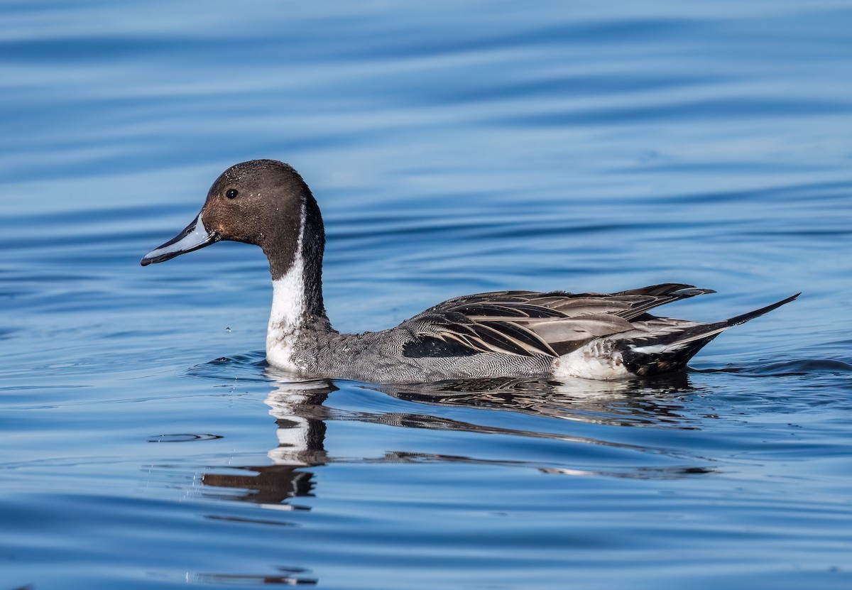 Northern Pintail - Denise Kinsey