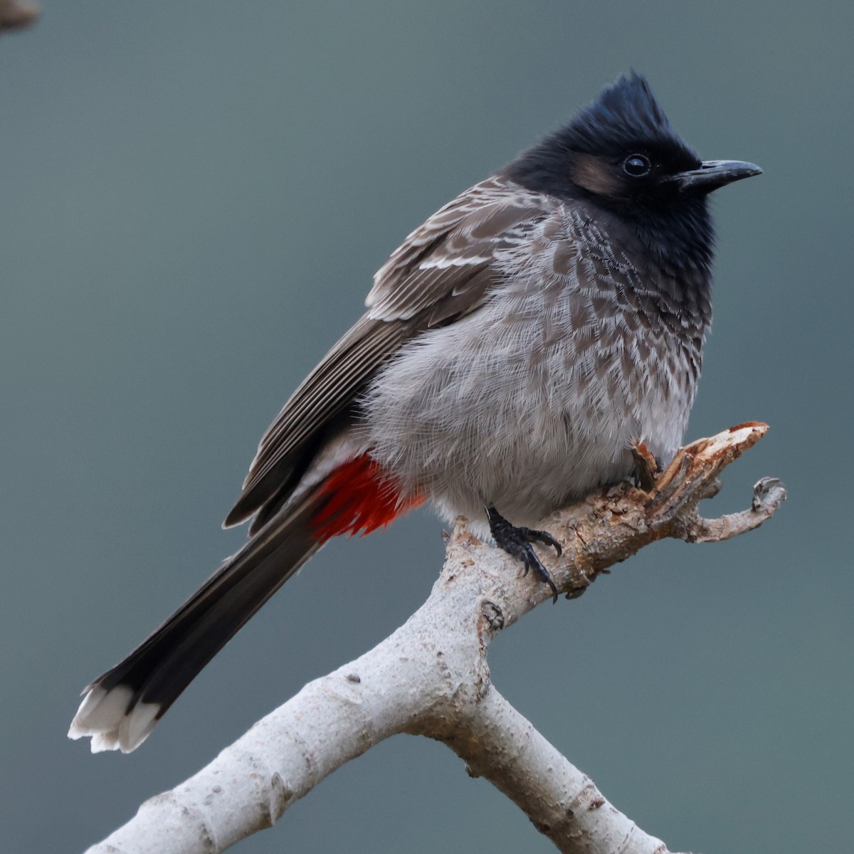Red-vented Bulbul - ML548874501