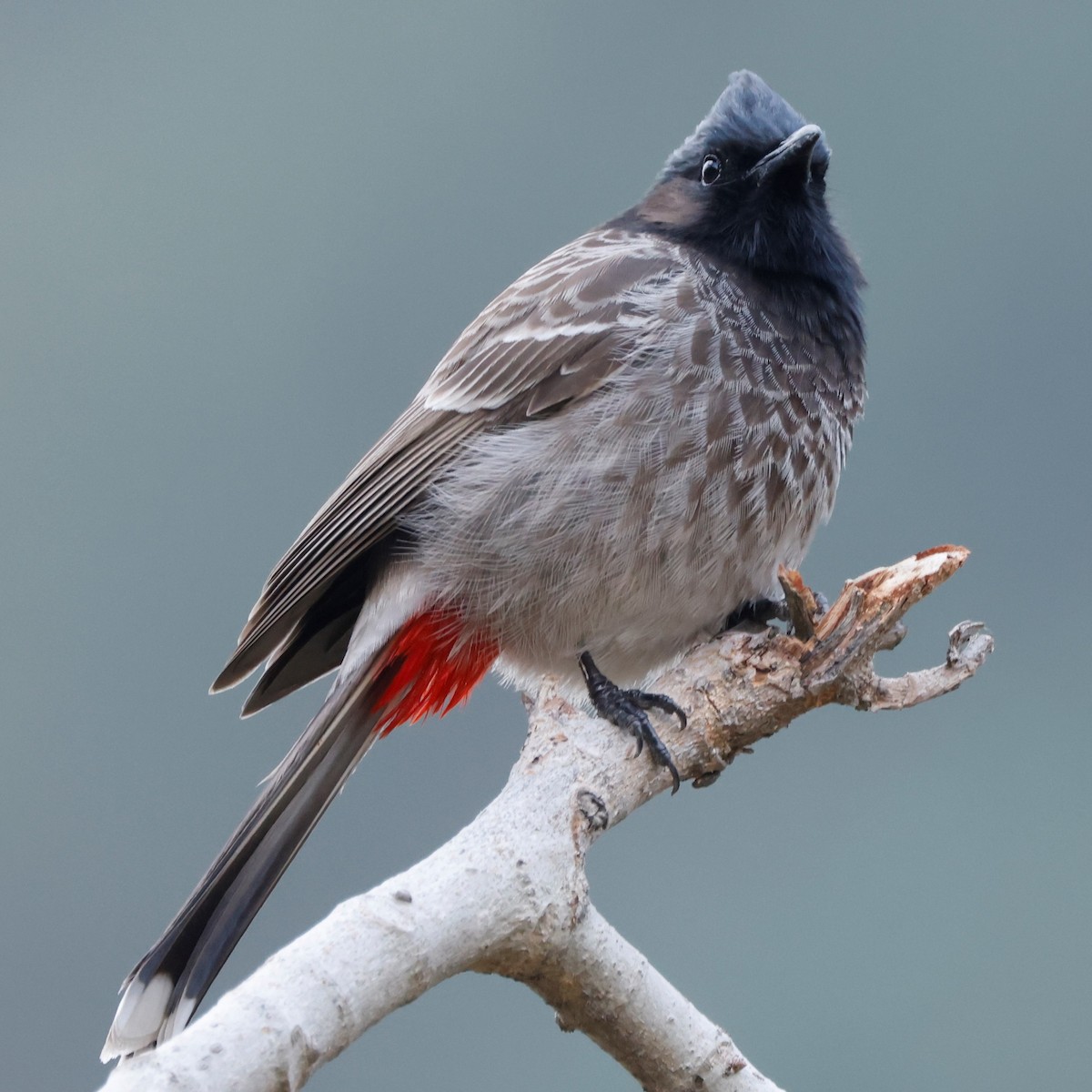 Red-vented Bulbul - ML548874511