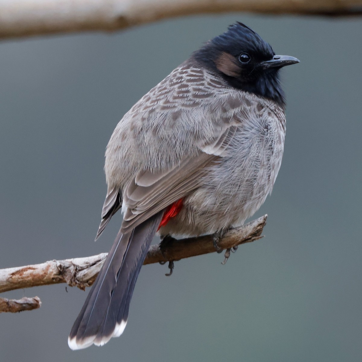 Red-vented Bulbul - ML548874521