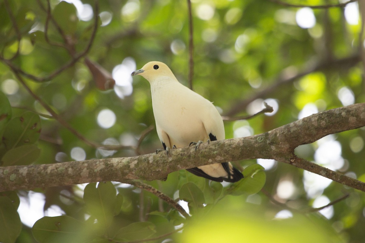 Pied Imperial-Pigeon - ML548875081