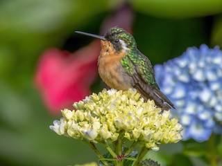  - White-throated Mountain-gem (Gray-tailed)