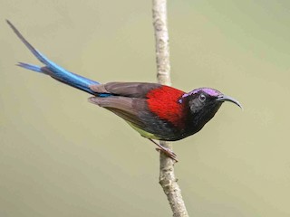  - Black-throated Sunbird