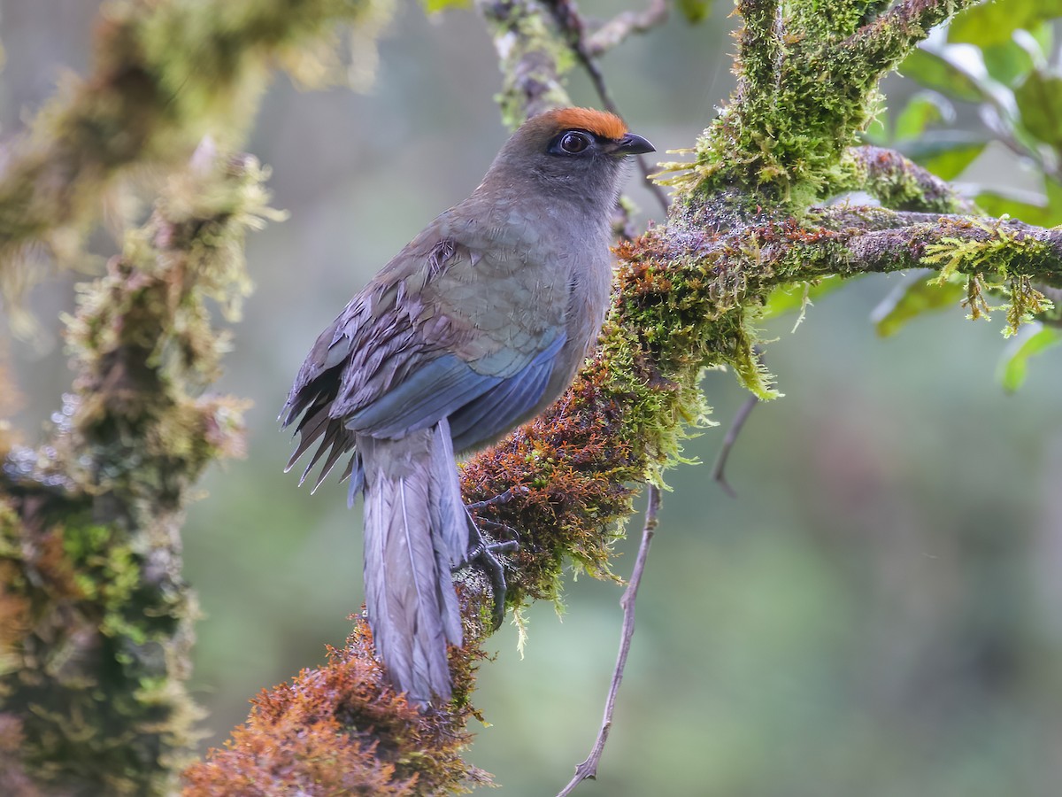 Red-fronted Coua - Coua reynaudii - Birds of the World