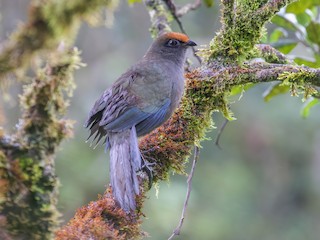  - Red-fronted Coua