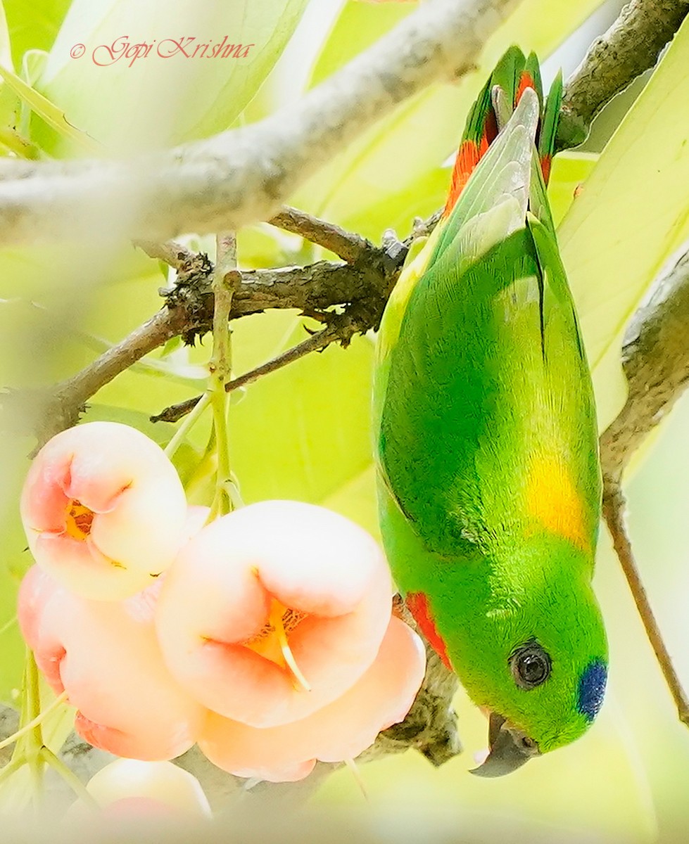 Blue-crowned Hanging-Parrot - ML548877371