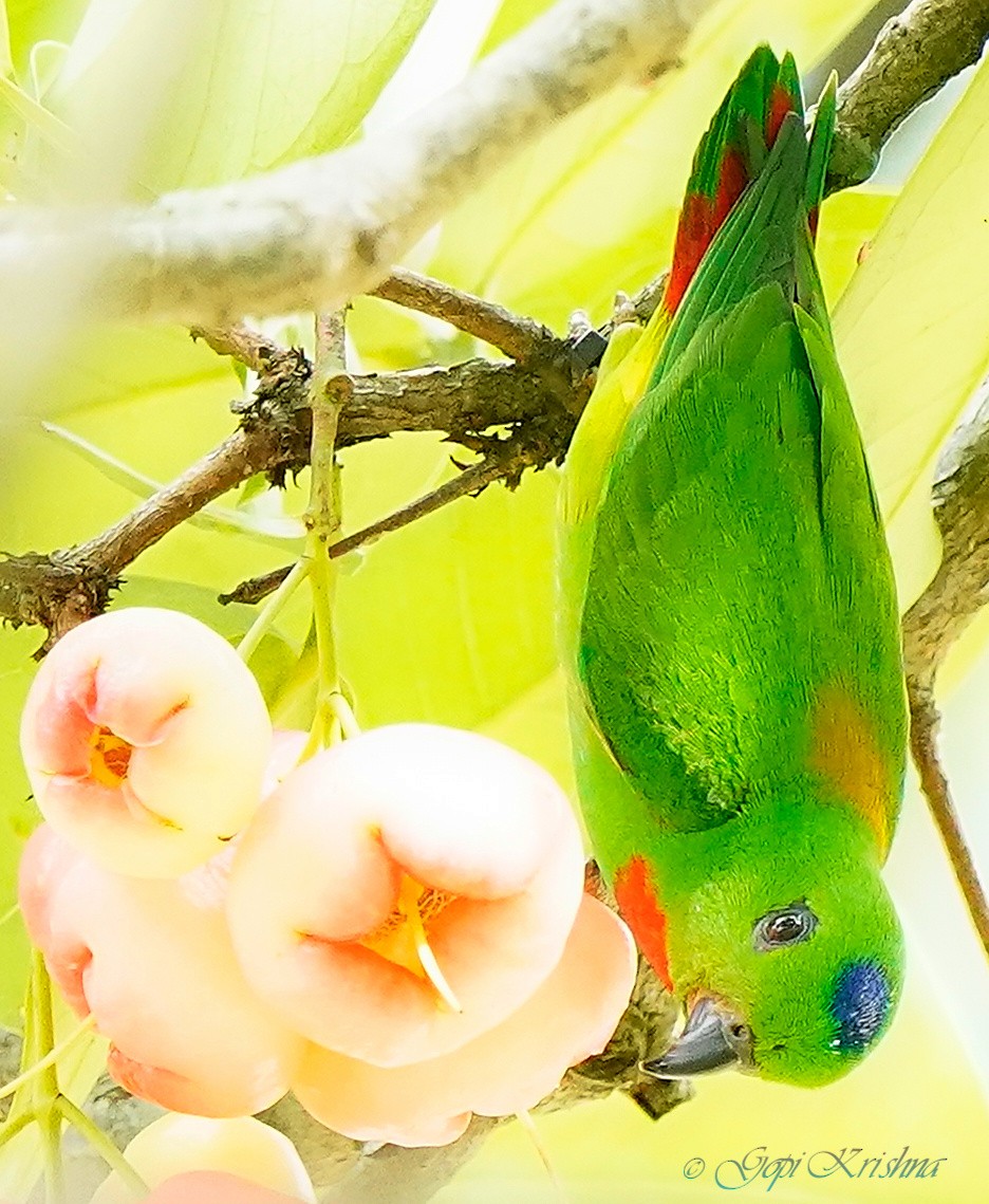Blue-crowned Hanging-Parrot - ML548877381