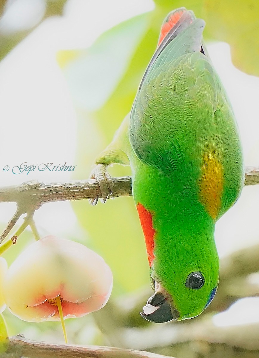 Blue-crowned Hanging-Parrot - ML548877391