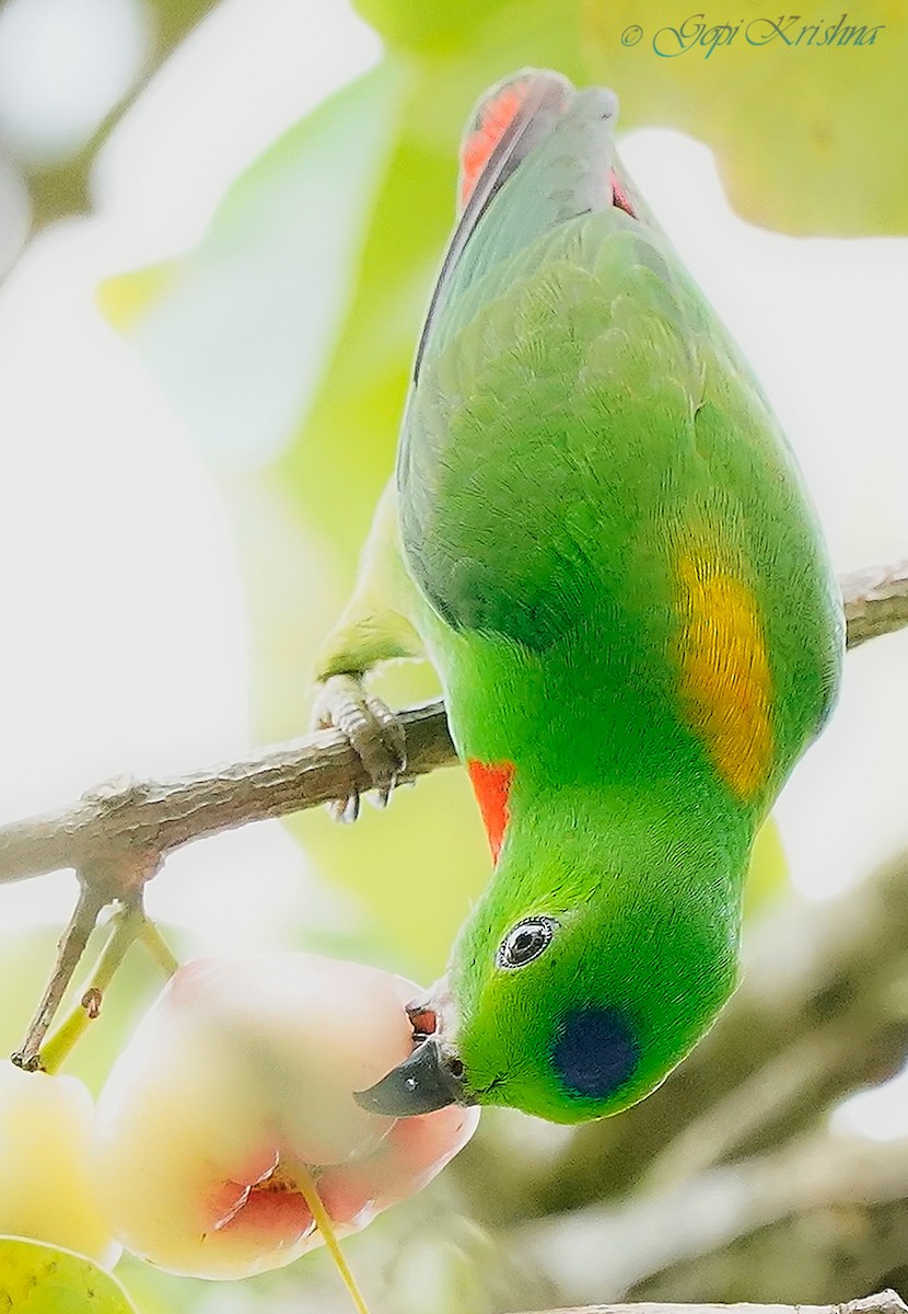 Blue-crowned Hanging-Parrot - ML548877401