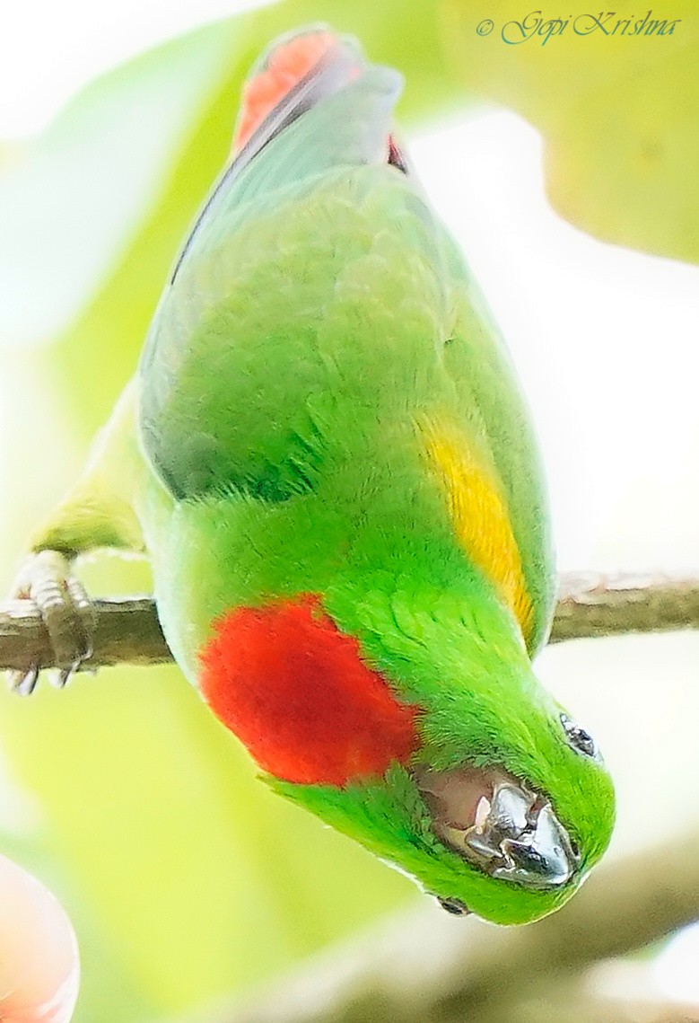 Blue-crowned Hanging-Parrot - ML548877411