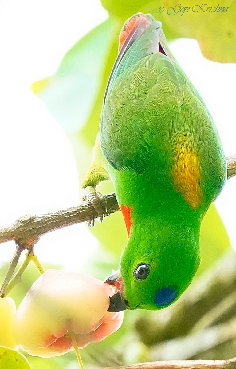 Blue-crowned Hanging-Parrot - ML548877421
