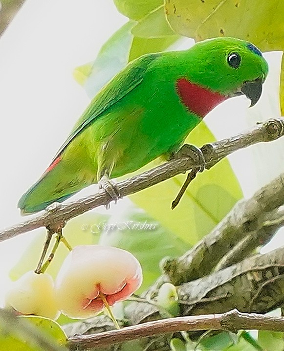 Blue-crowned Hanging-Parrot - ML548877431