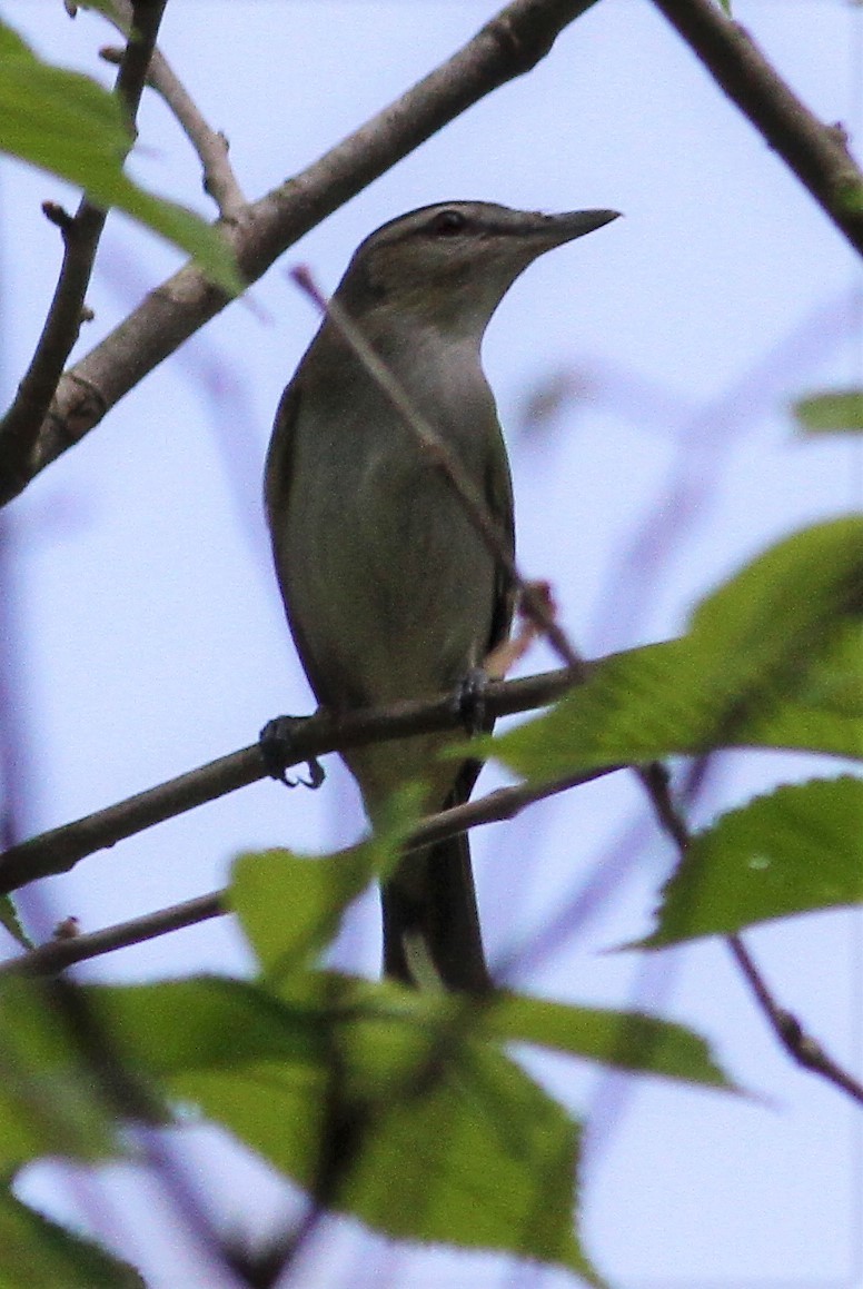 Red-eyed Vireo - Becky Lutz