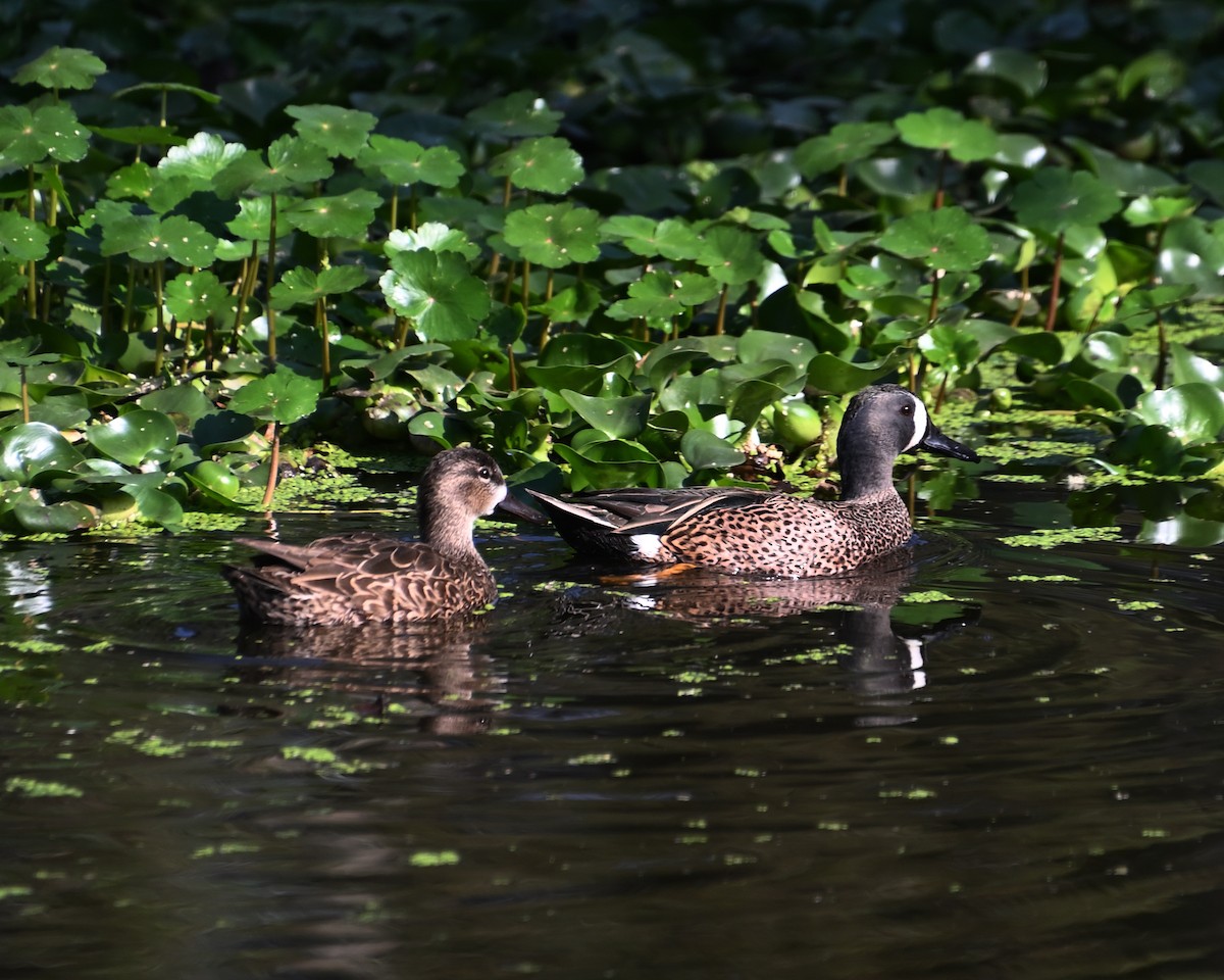 Blue-winged Teal - ML548880001