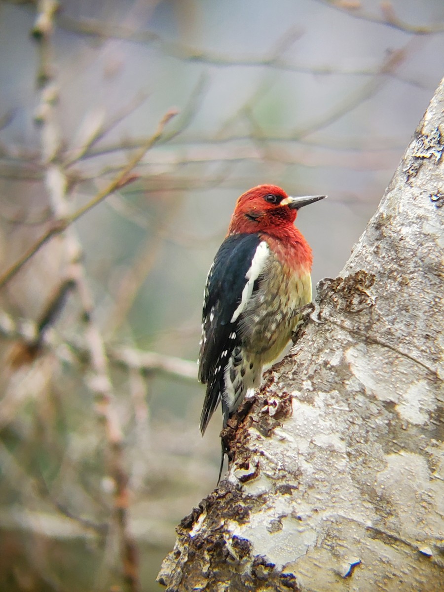 Red-breasted Sapsucker - ML548880141