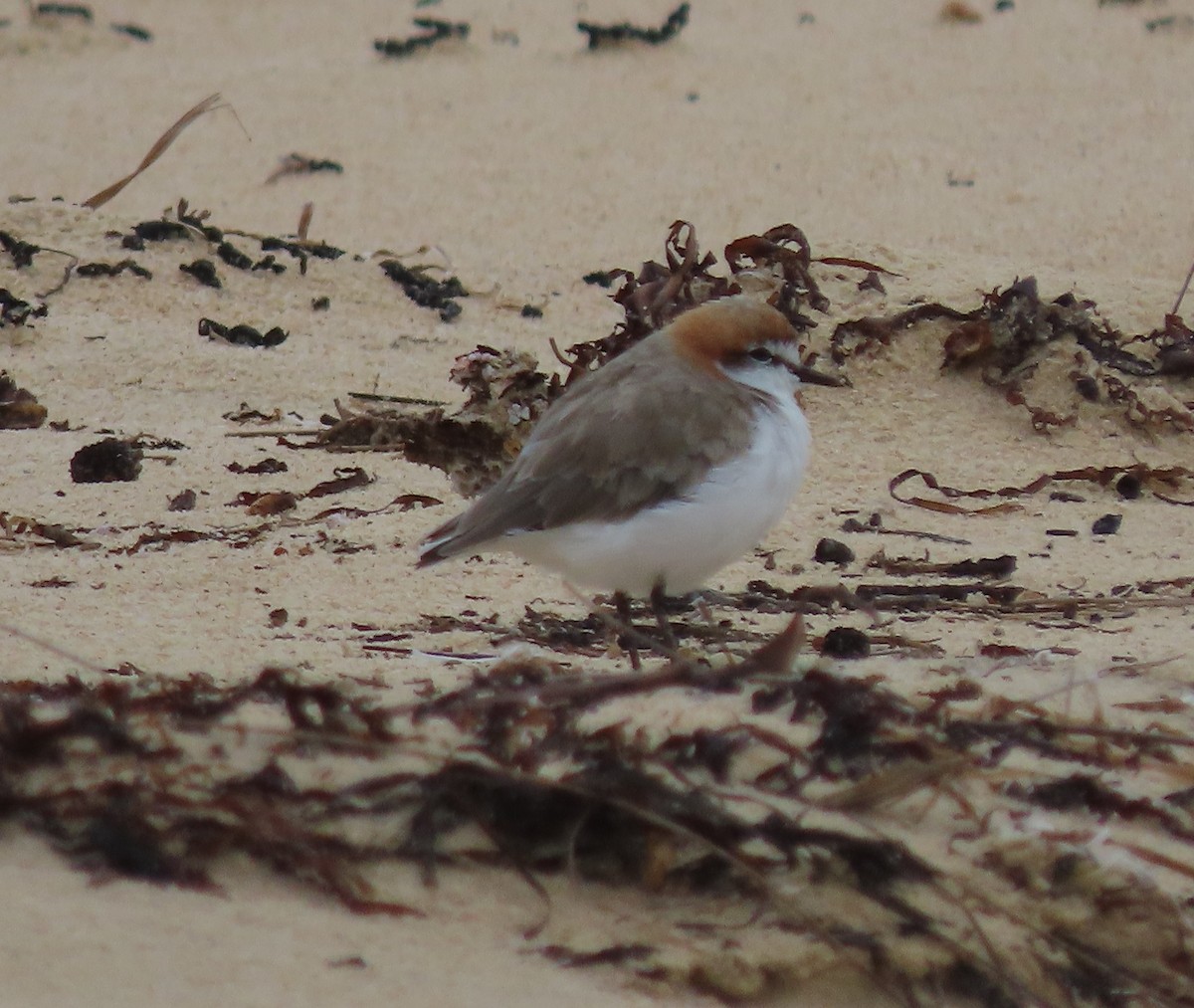 Red-capped Plover - ML548881711