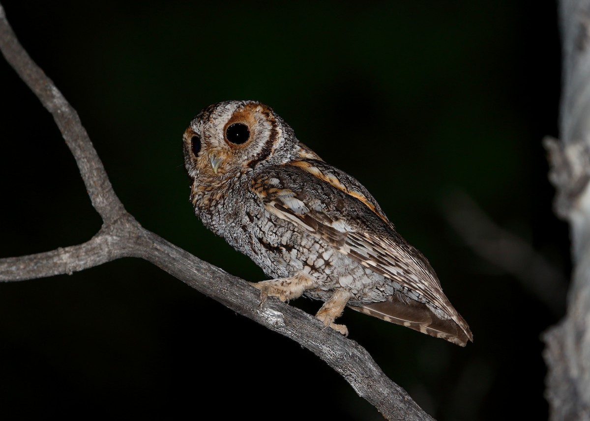 Flammulated Owl - Julio Mulero