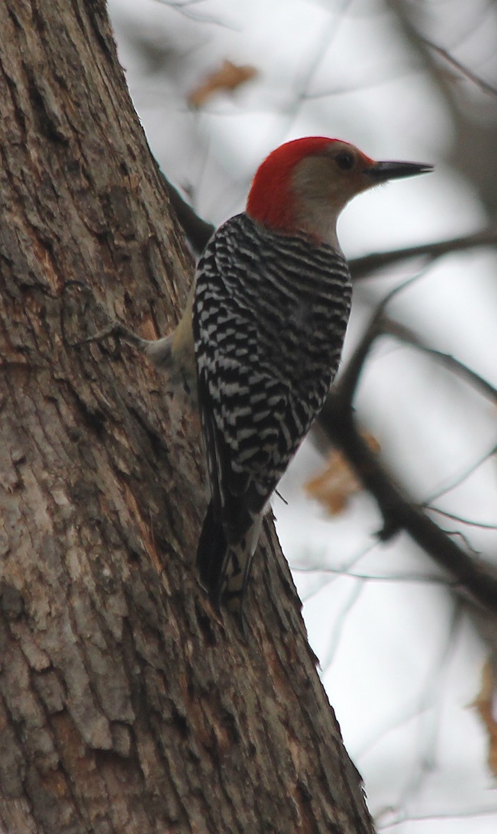 Red-bellied Woodpecker - ML548890411
