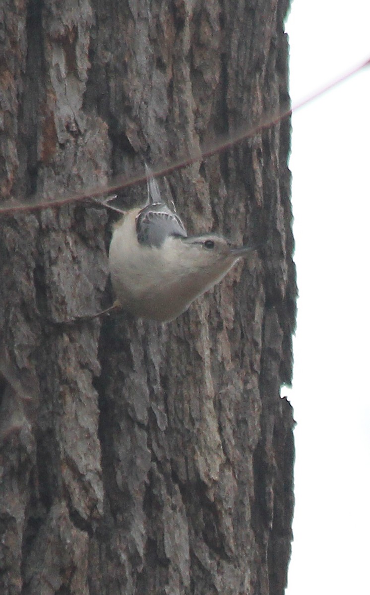 White-breasted Nuthatch - ML548890881
