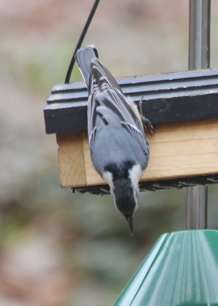White-breasted Nuthatch - ML548890891