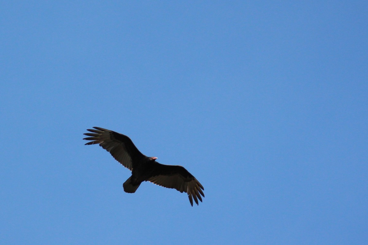 Turkey Vulture - Jennifer  Day