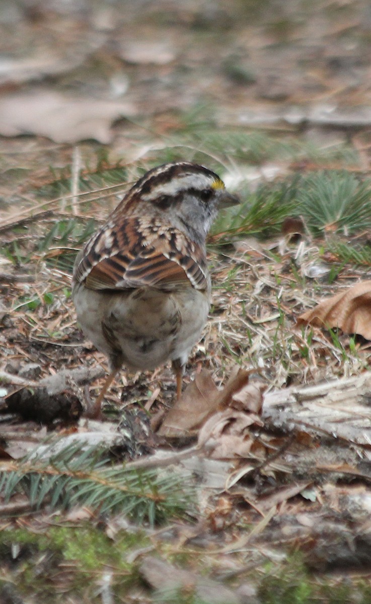 White-throated Sparrow - ML548891981