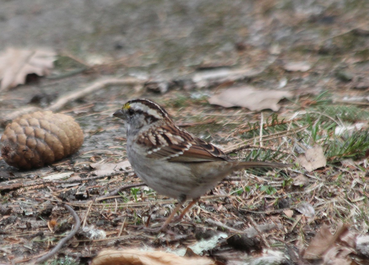 White-throated Sparrow - ML548891991