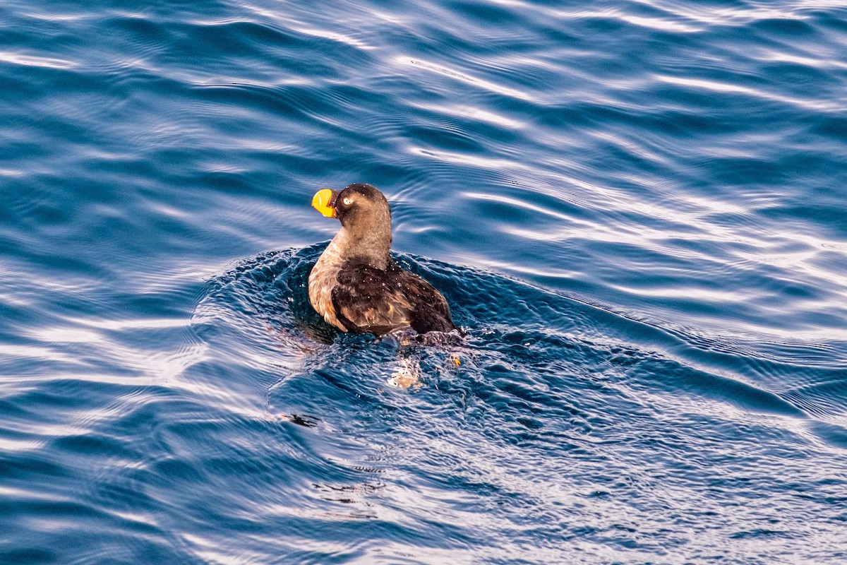 Tufted Puffin - ML548893261