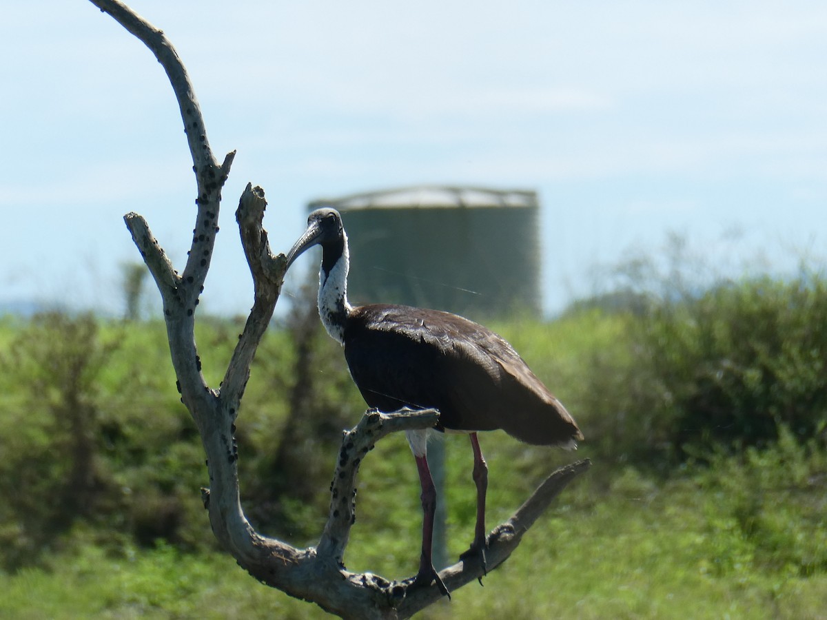 Straw-necked Ibis - ML548898471