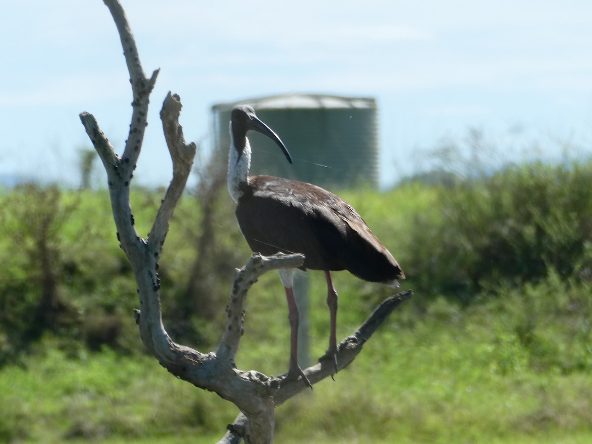 Straw-necked Ibis - ML548898491