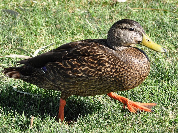 Mexican Duck - ML548899521