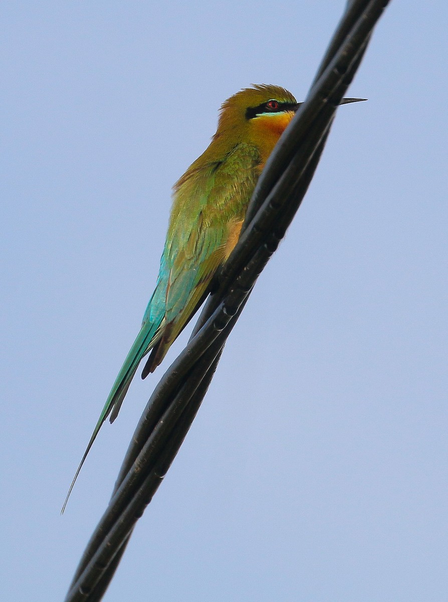 Blue-tailed Bee-eater - ML548901771