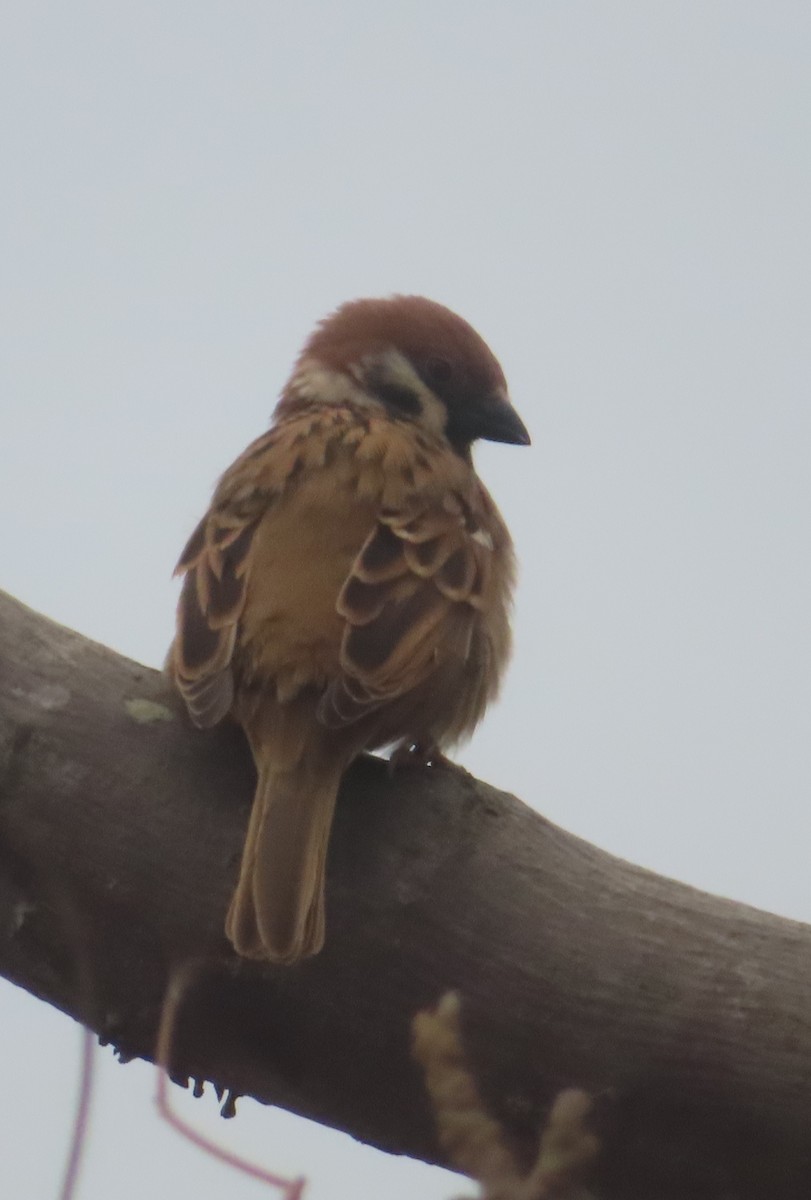 Eurasian Tree Sparrow - Pushpa Puliyeri