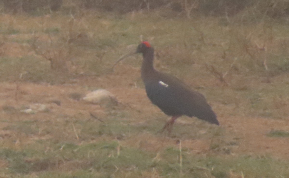 Red-naped Ibis - Pushpa Puliyeri