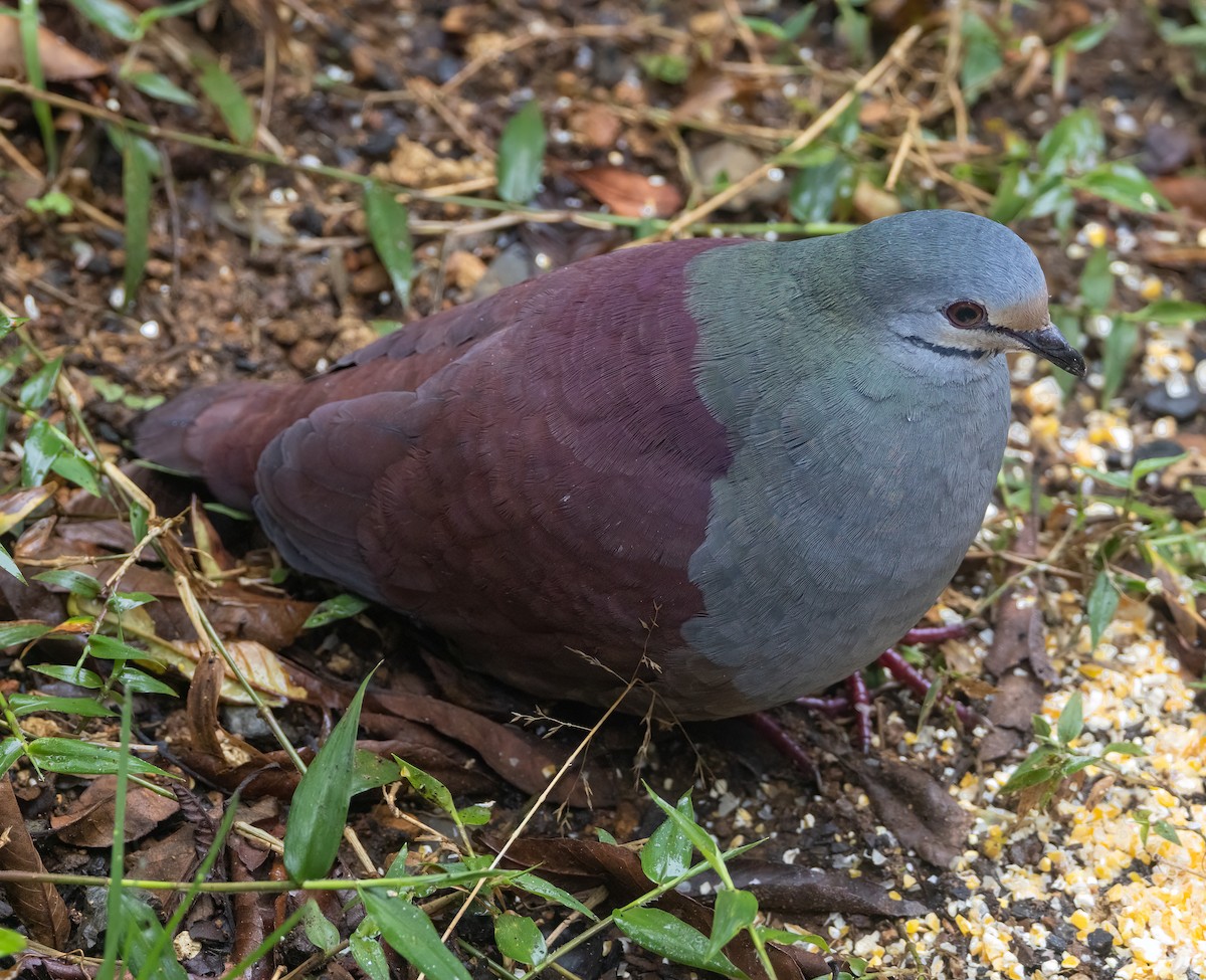 Buff-fronted Quail-Dove - ML548908481