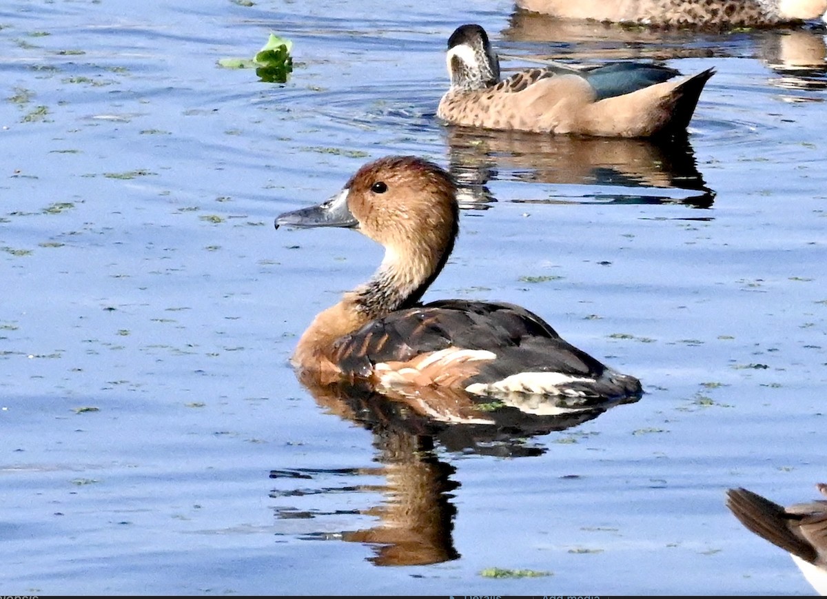 Fulvous Whistling-Duck - ML548911601
