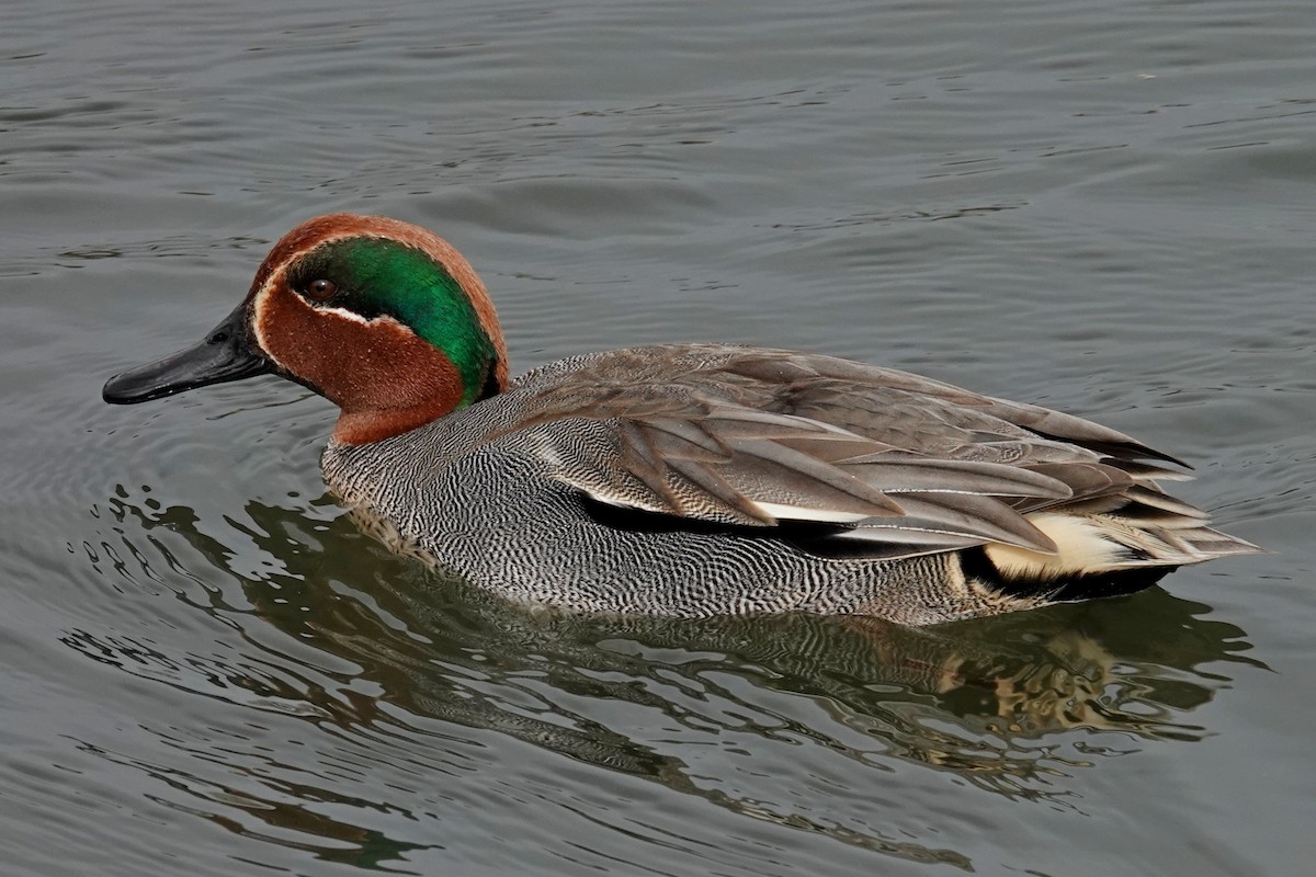 Green-winged Teal - ML548913931