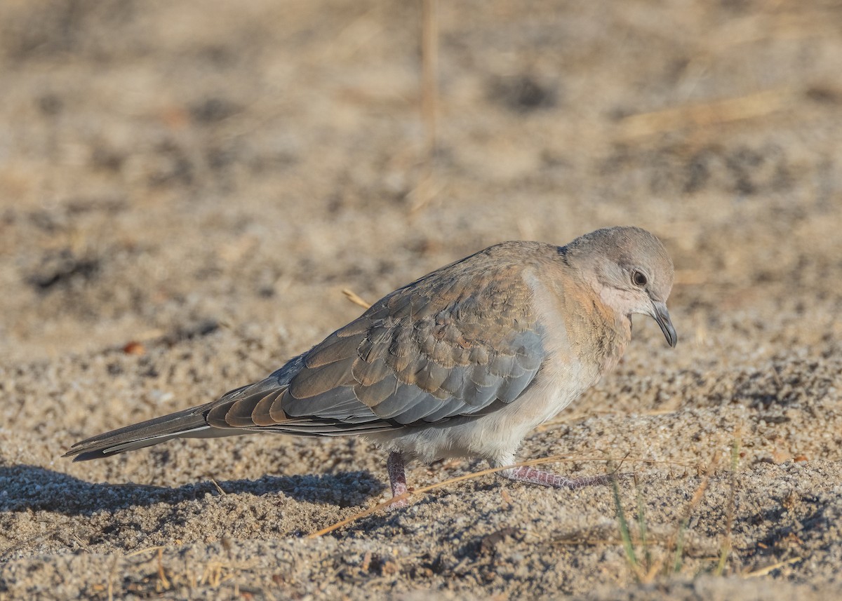 Laughing Dove - ML548914311
