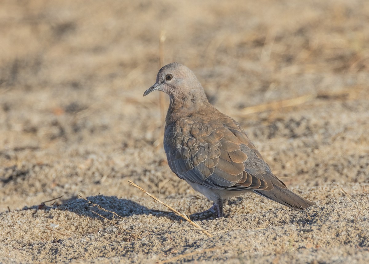Laughing Dove - ML548914321