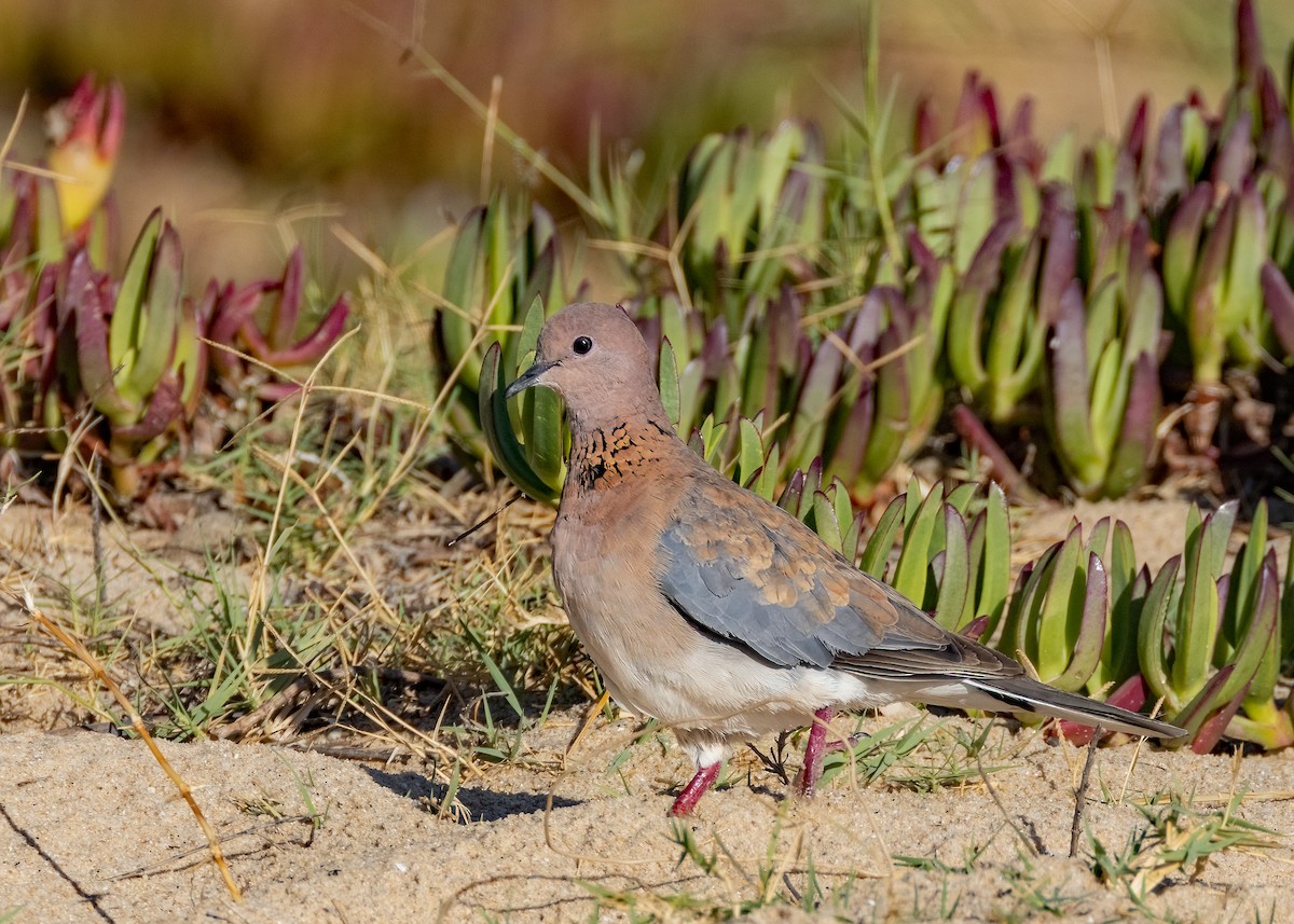 Laughing Dove - ML548914331