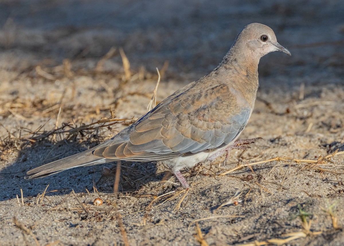 Laughing Dove - ML548914361