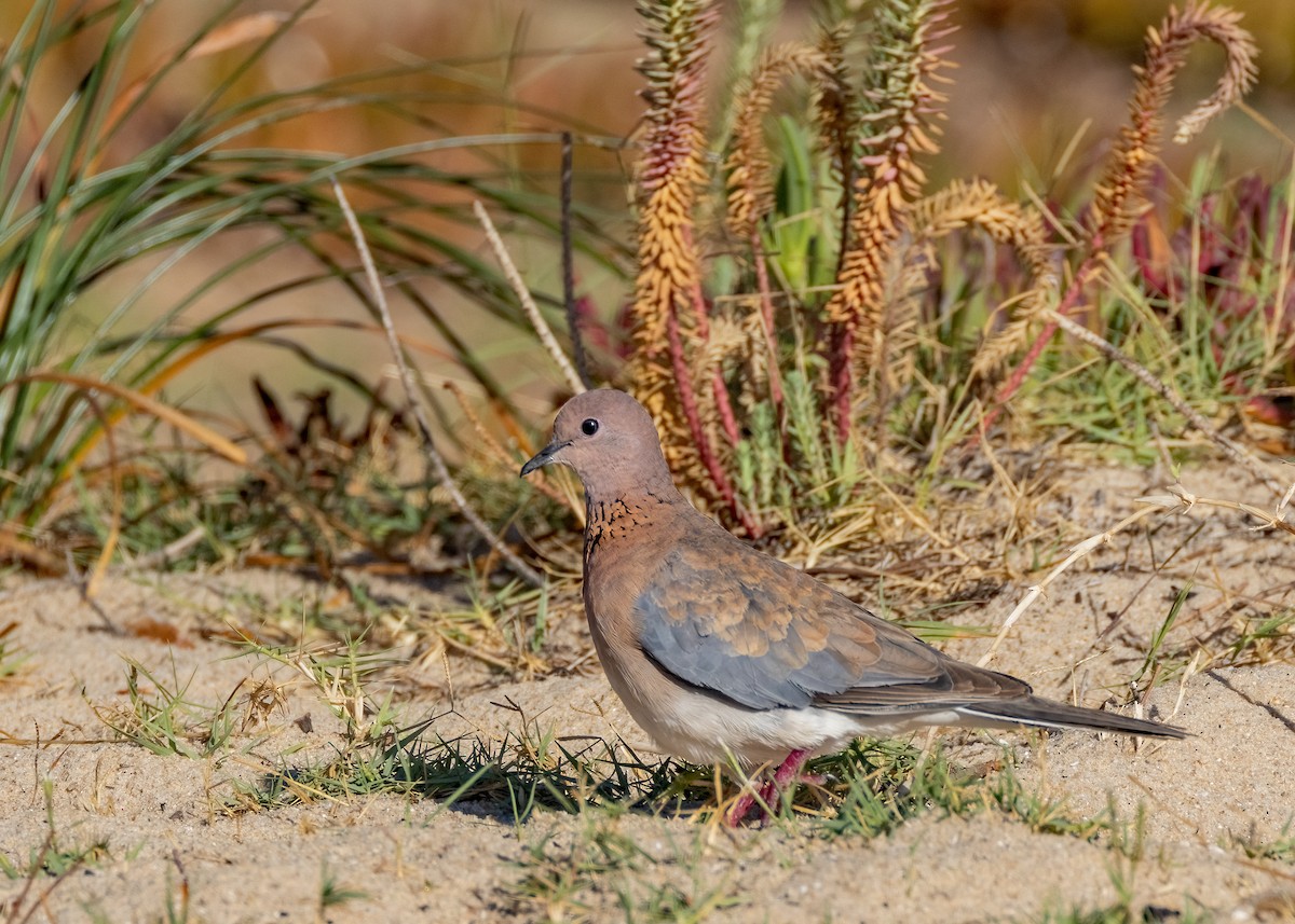 Laughing Dove - ML548914381