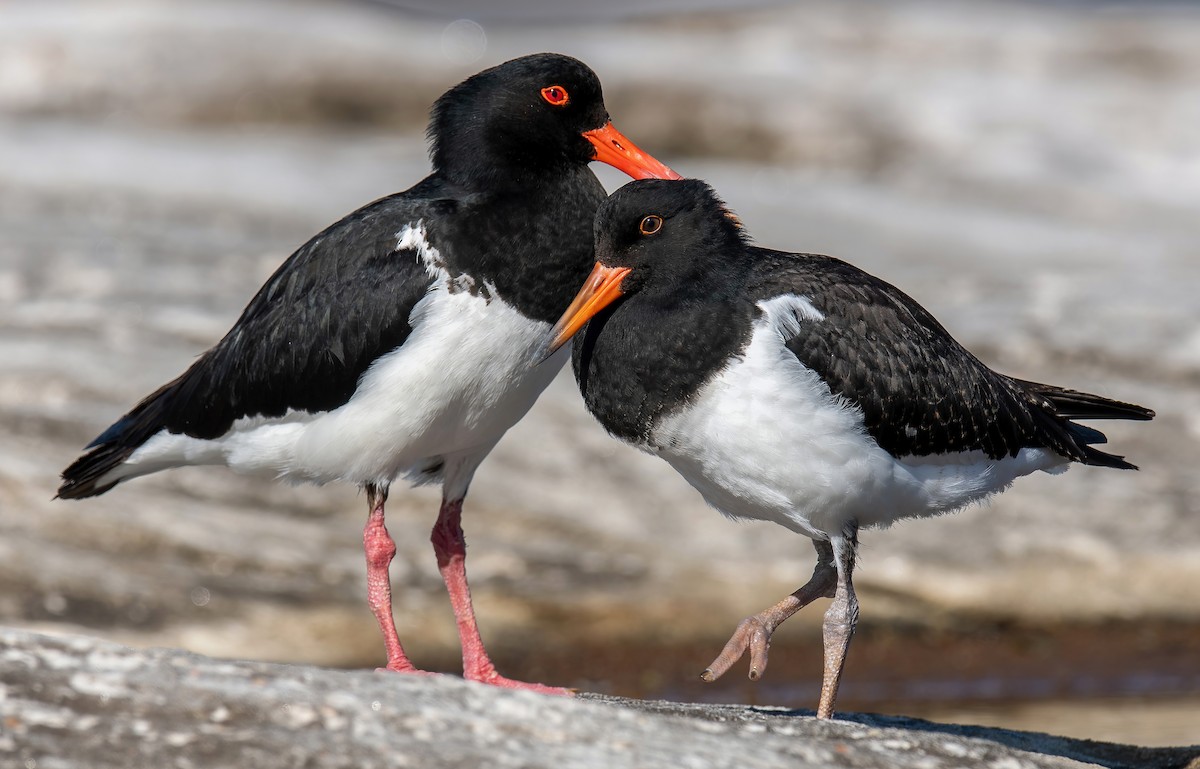 Pied Oystercatcher - Martin Anderson